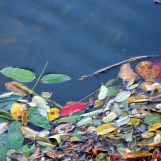 Les feuilles d'automne dans le Gardon
